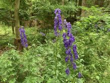 IMG 8444 Blauer Eisenhut