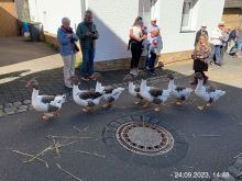 IMG 0861 Im GänseMarsch