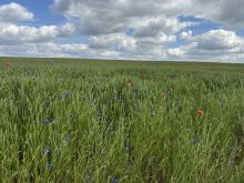 IMG 5460 Mohnblumen Alias Klatschmohn