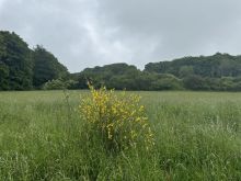 IMG 5293 Ginster Alias Eifelgold