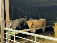 IMG 5313 Schauen Sehr Traurig Drein