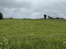 IMG 5324 Frisch Gemäht Hoffen Auf Sonnenschein