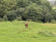 IMG 6756 Einsames Pferd