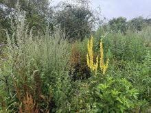 IMG 6776 Königskerzen