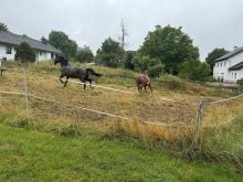 IMG 6790 Gestörte Pferde